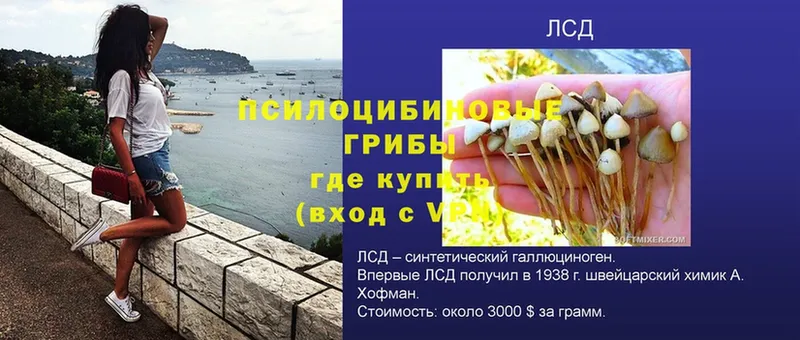 где найти наркотики  Мытищи  Псилоцибиновые грибы Psilocybe 